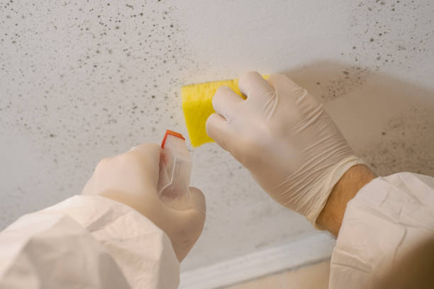 Best Airborne Mold Testing  in Valle Vista, AZ